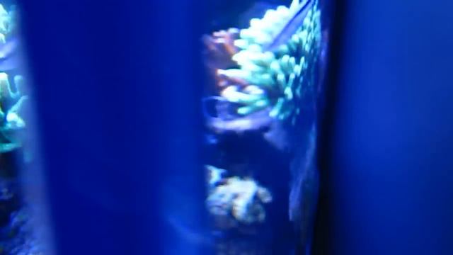 My Pink Anemone. смотреть онлайн