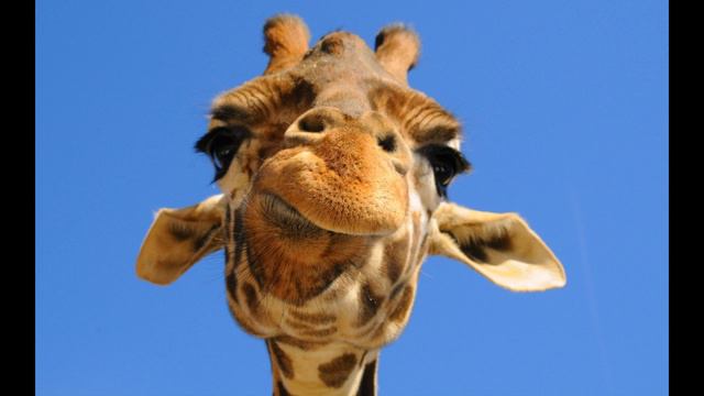 Free community - slideshow animals - 2013 смотреть онлайн