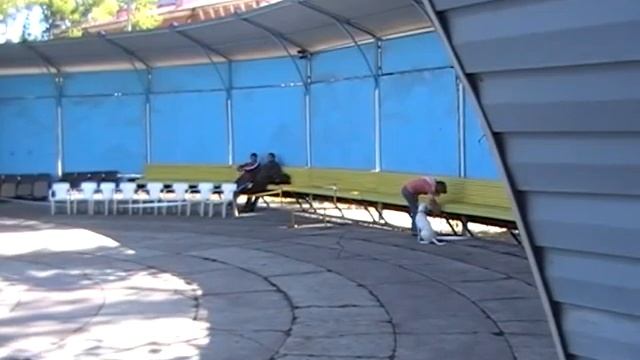 Управляемая городская собака - часть 2-ая смотреть онлайн