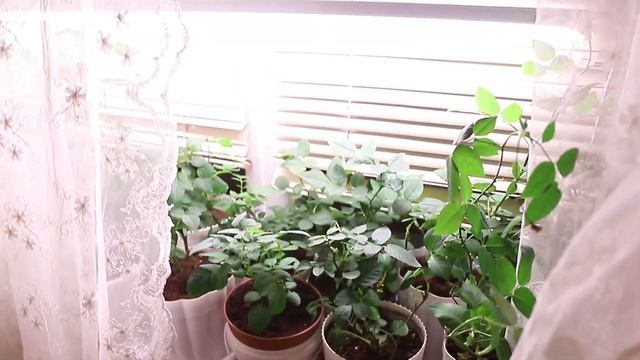 Зимовка роз в условиях квартиры, мучнистая роса не проблема смотреть онлайн