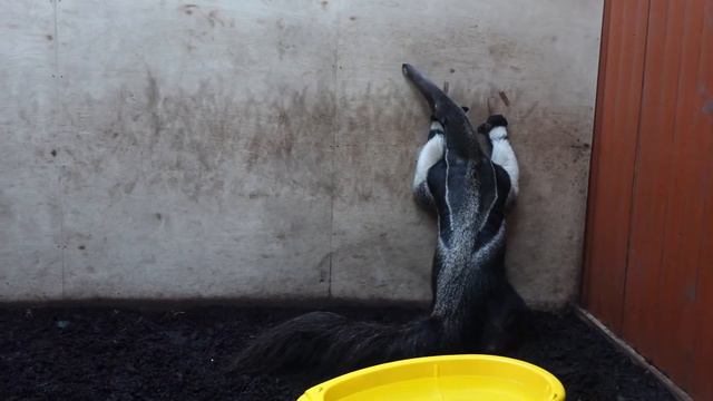 Муравьед 12 03 2021 смотреть онлайн