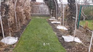 Укрытие КЛЕМАТИСОВ на зиму!