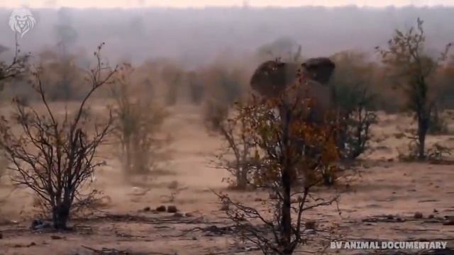 Angry Elephant attacks Lion very hard, Wild Animals Attack смотреть онлайн