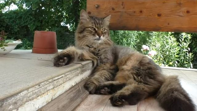 КОТ СМОТРИТ В КАМЕРУ ЦЕЛЫЙ ЧАС ЛИЖЕТ СЕБЯ смотреть онлайн