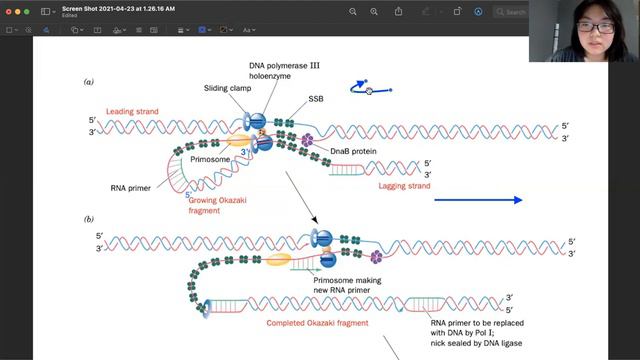 E. Coli DNA Replication Trombone Model