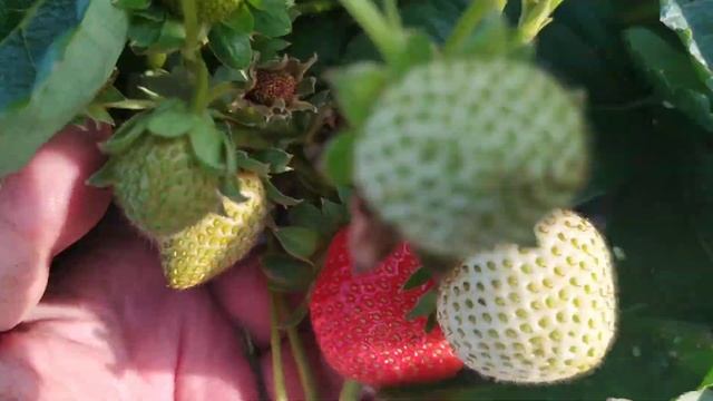 Клубника Нсд Эви-2