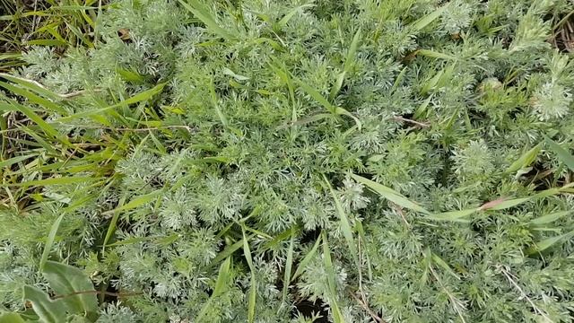 Целебные травы у нас под ногами.. смотреть онлайн