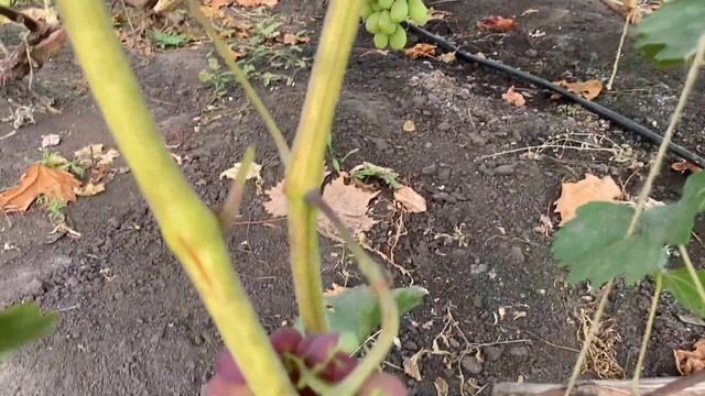 Сорта винограда устойчивые к грибным заболеваниям. смотреть онлайн