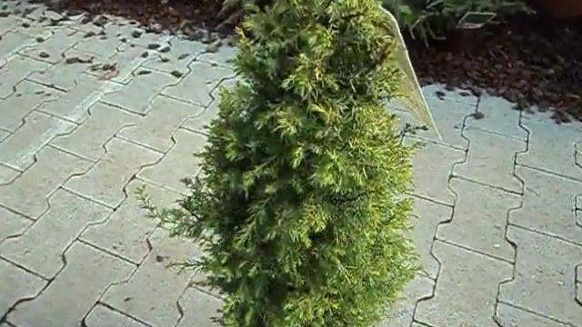 Juniperus communis Gold Cone смотреть онлайн