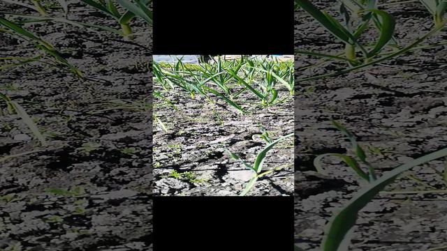 Чеснок под зиму