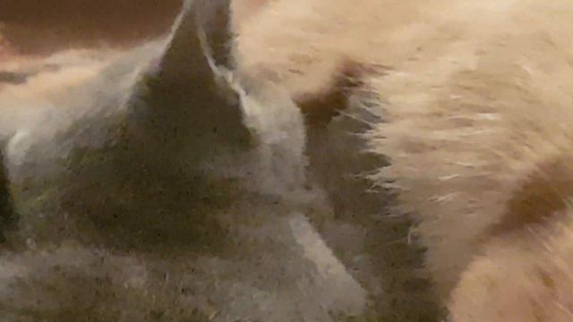 Кошка кормит чужого котёнка смотреть онлайн