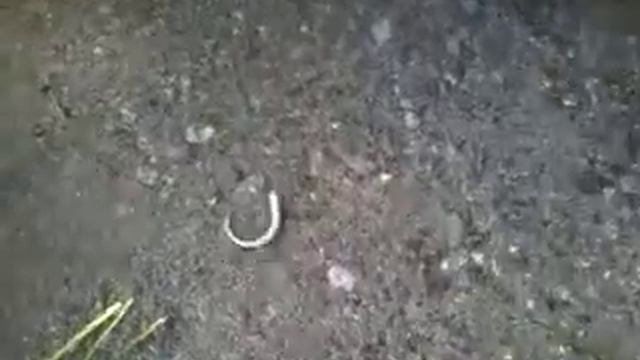 ХВОСТ ЯЩЕРИЦЫ ТАНЦУЕТ!!!?? смотреть онлайн