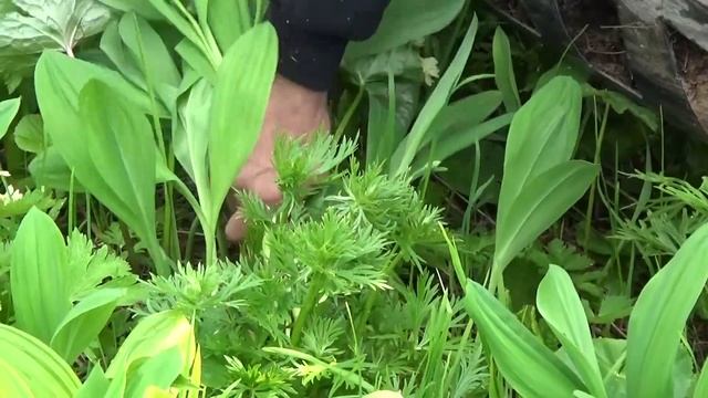 Владимир Топилин, гора Пыхтун 2015г. смотреть онлайн