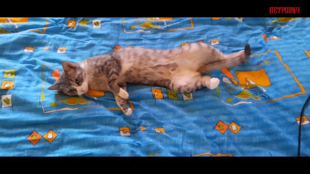 Моя кошка😾 спасается от Волгоградской жары My Cat Escapes From The Volgograd Heat