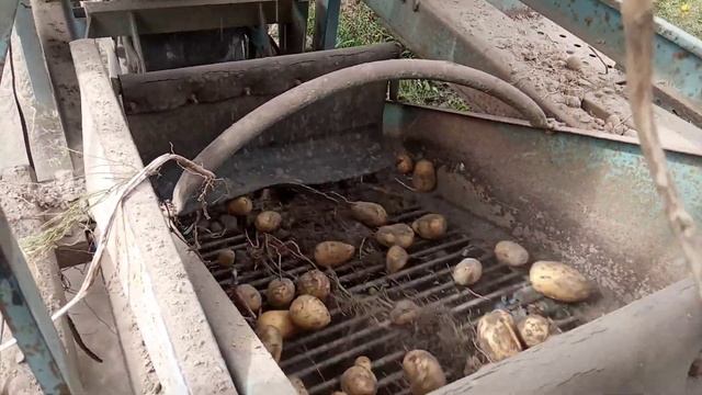 МТЗ-80 картошка Гала комбайн Анна урожай 2022 смотреть онлайн