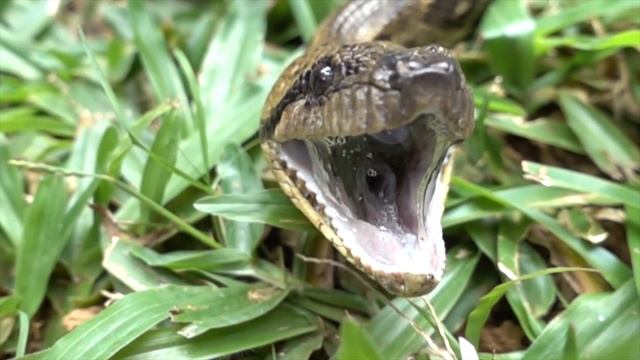 Wild Animals Names and Sounds for Kids to Learn | Learning Wild Animal Names and Sounds for Childre смотреть онлайн