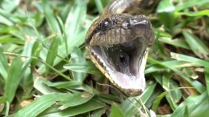 Wild Animals Names and Sounds for Kids to Learn | Learning Wild Animal Names and Sounds for Childre