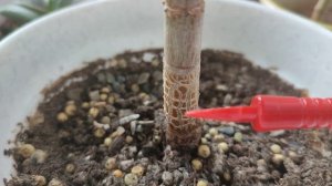 ДЕНЕЖНОЕ ДЕРЕВО. КРАССУЛА. ТОЛСТЯНКА. РАСТЕТ ЛИ СТВОЛ ИЛИ ТОЛЬКО УТОЛЩАЕТСЯ?