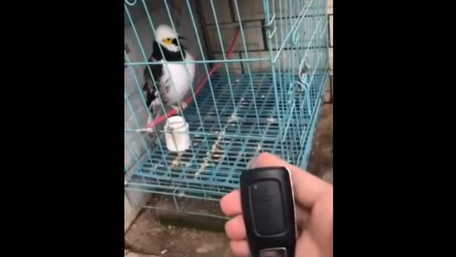 Клетка с сигнализацией смотреть онлайн