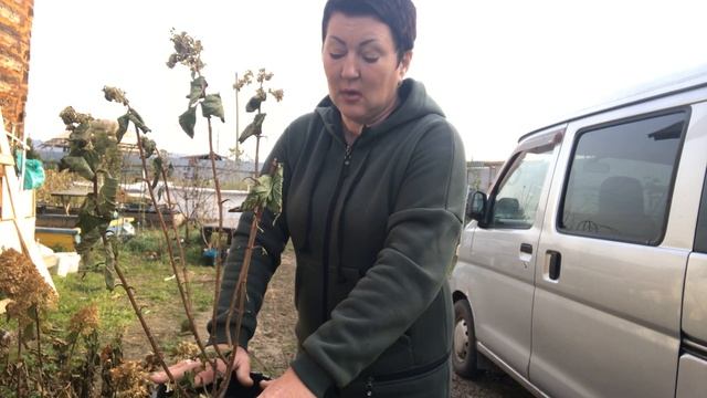 Как сохранить маточники гортензии зиму, условия, передержка. Обрезка, уход, кормление Чем? Как? ? смотреть онлайн