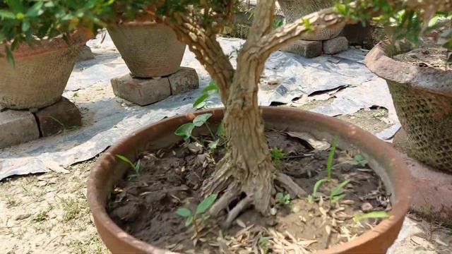 এক্সোটিকা প্ল্যান্ট নার্সারীর বনসাই||Exotica Plant Nursery Bonsai For Sell||Sree Sanjiban|| смотреть онлайн
