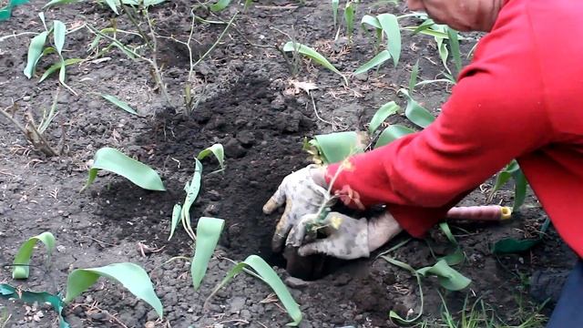 Высаживаем розу в открытый грунт. смотреть онлайн