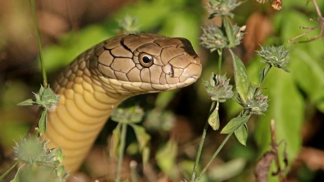 King Cobra facts: the LONGEST VENOMOUS snake | Animal Fact Files смотреть онлайн