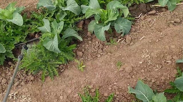 як зберегти врожай ??...прибираємо осот на капусті.. смотреть онлайн