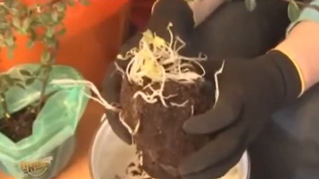 Как покупать саженцы смотреть онлайн
