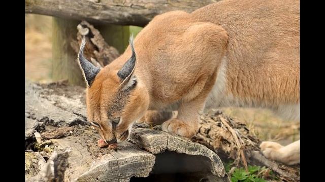 Каракал - пустынная рысь #6 смотреть онлайн