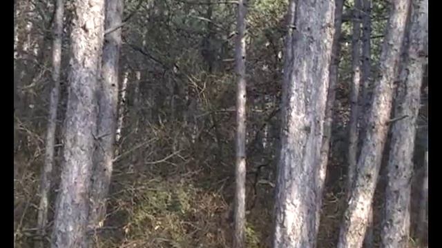 Заготовка сосны в Терновке смотреть онлайн