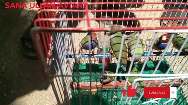 Lalukhet Sunday Birds Market 10/09/2023 Birds Update (Urdu/Hindi) смотреть онлайн