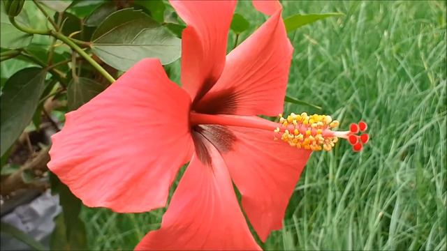 Hibiscus Rosa Sinensis - 4 Varieties of Hibiscus Flowering in my Garden смотреть онлайн