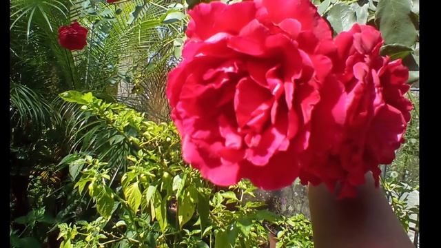 My Garden Don Juan Climbing Rose And Floral Arrangements смотреть онлайн