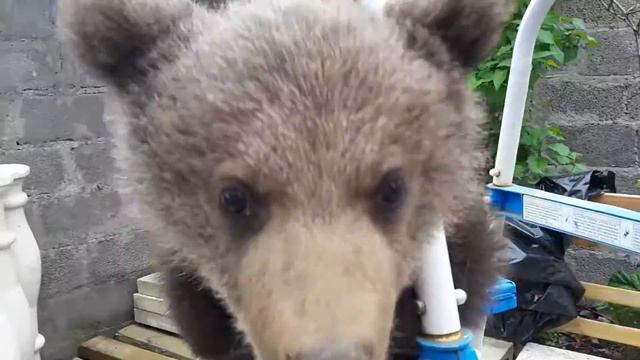 МЕДВЕЖОНОК🐻Мукуч смотреть онлайн