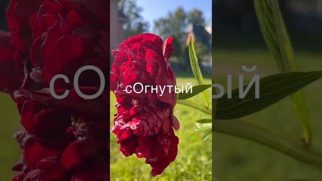 Как запомнить ударение в слове «согнутый»? #егэпорусскомуязыку #ударение # согнутый смотреть онлайн