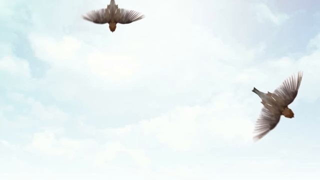 CAT GAMES - ? CATCHING SPARROWS (ENTERTAINMENT VIDEOS FOR CATS TO WATCH) 60FPS смотреть онлайн