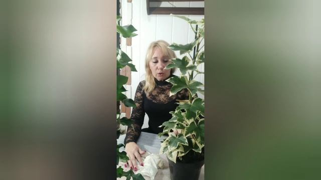 Фатсхедера