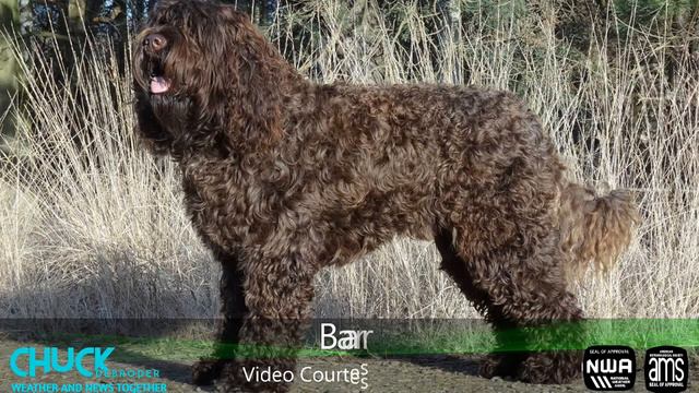 Barbet смотреть онлайн