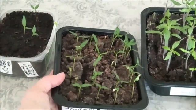 Рассада перца через 15 дней. Честное видео. смотреть онлайн