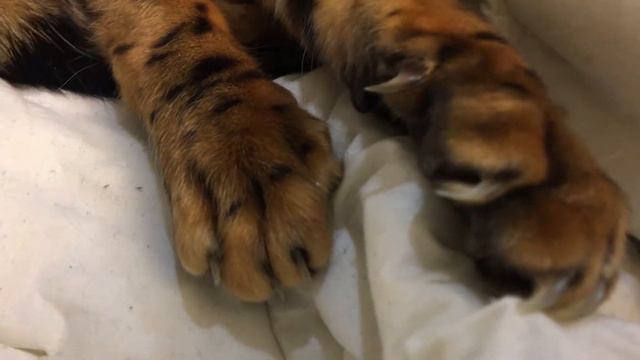 Как изменился мой кот за три года 🐈 💙 🎂 смотреть онлайн