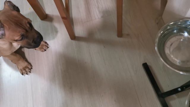 Щенок Кане Корсо,. смотреть онлайн