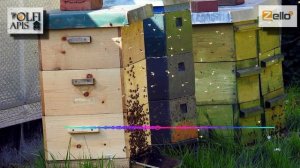 #Рахматулин Д.К. Улей для Бакфаста