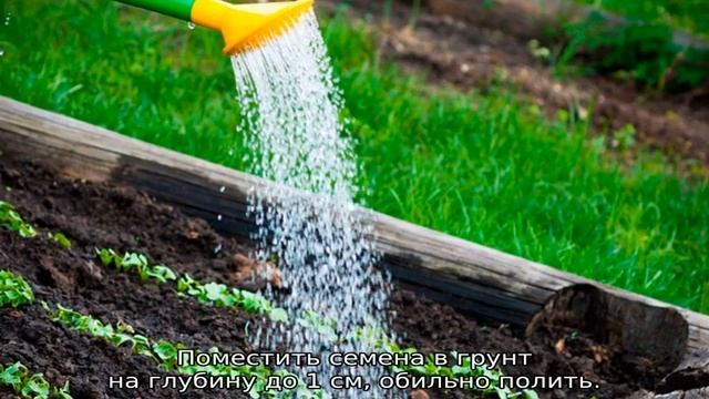 Как сажать пекинскую капусту смотреть онлайн