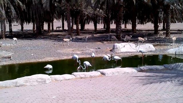 Arabia's Wildlife Centre - Visit Sharjah | Located in: منتزه الصحراء Desert Park смотреть онлайн