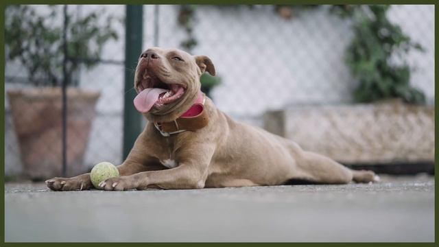 BORDER COLLIE VS PITBULL смотреть онлайн