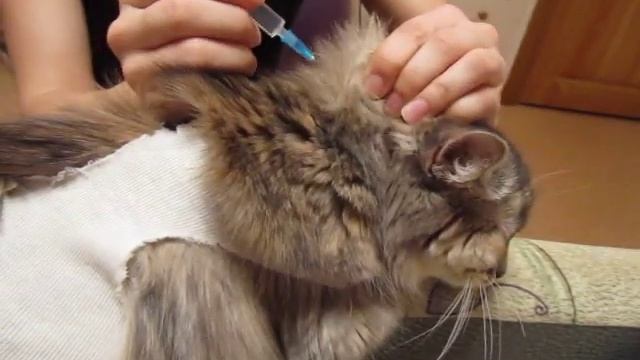 Как сделать укол кошке, под кожу. смотреть онлайн