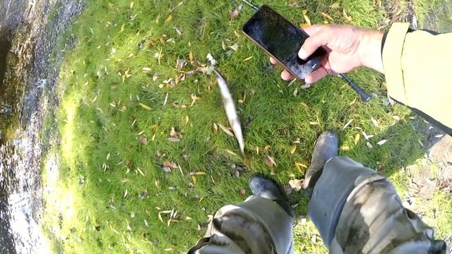 ЛОВЛЯ ЩУКИ НА ЕРИКЕ! Рыбалка на спиннинг в ВОЛГОГРАДСКОЙ ОБЛАСТИ! смотреть онлайн