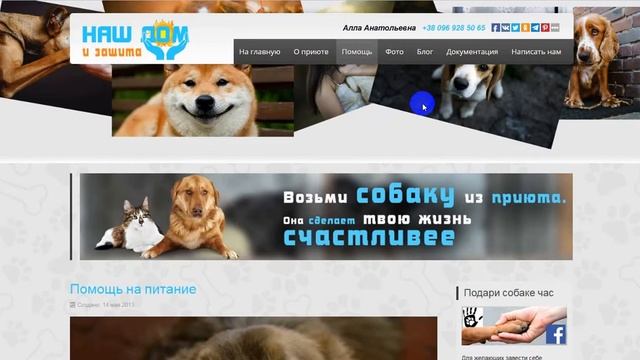 Создание сайта приютя для животных смотреть онлайн