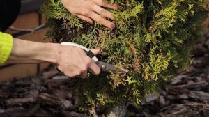 Почему чернеют ТУИ после зимы? Основные причины и способы решения проблемы!